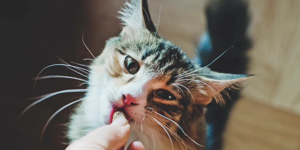 A picture of a long haired tabby cat eating wet food out of its owners hand