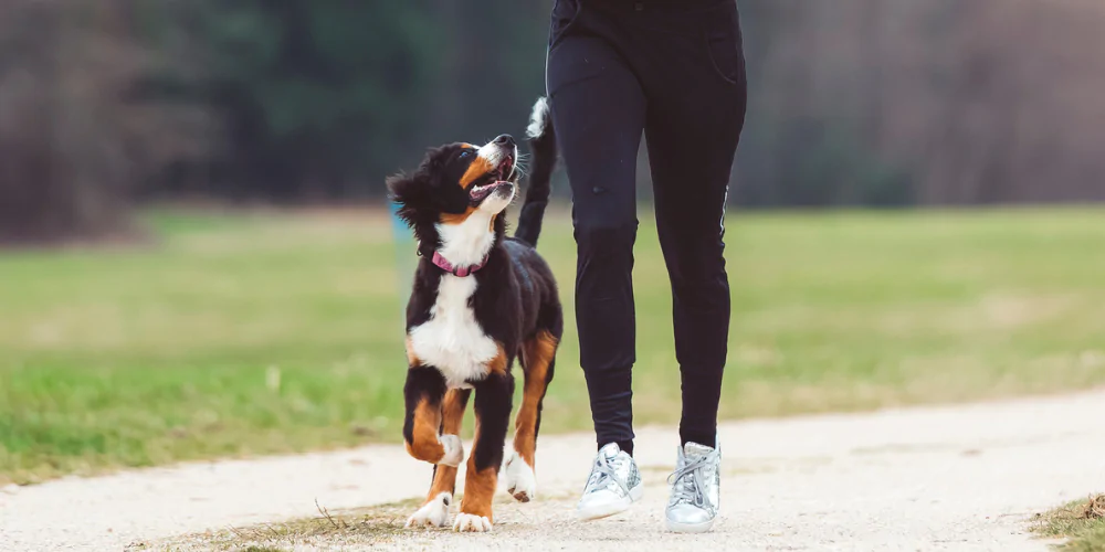 A picture of a Bernese Mountain Dog running with their owner