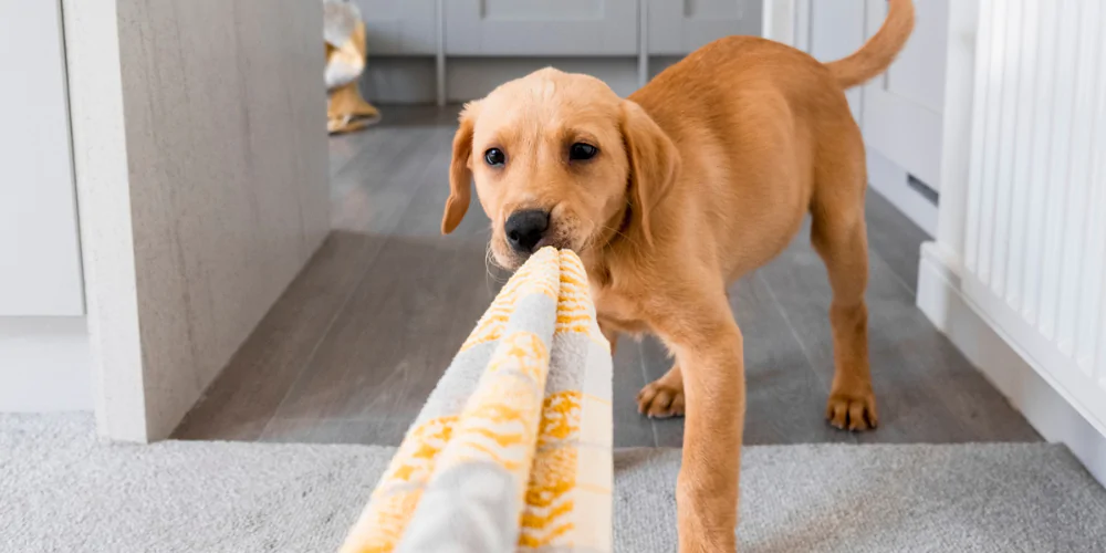 A picture of a Golden Retriever puppy playing tug of war with a blanket
