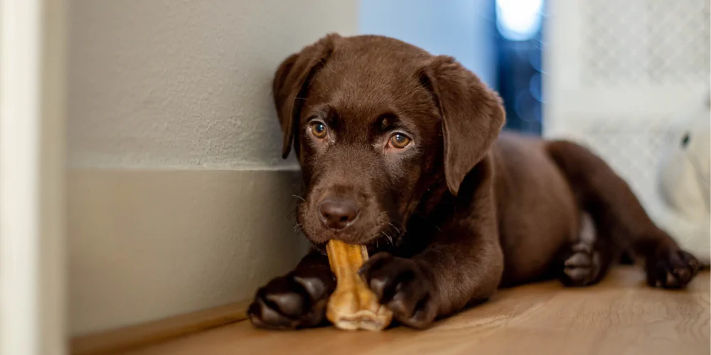 A picture of a Chocolate Labrador puppy lying on the ground chewing a treat