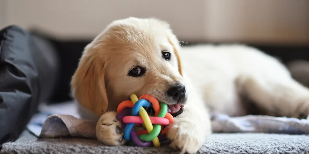 A picture of a Labrador puppy chewing a rubber ball toy