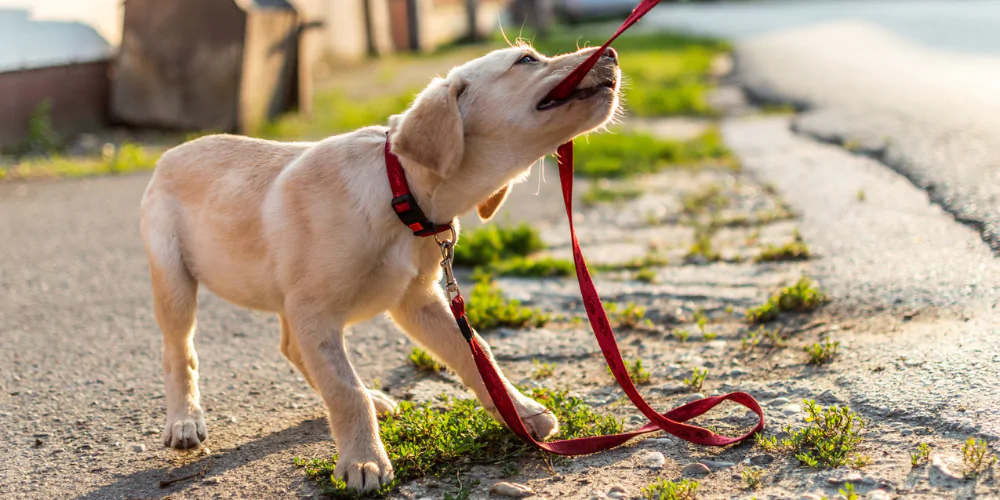 A picture of a Golden Retriever puppy playing tug of war with a red lead