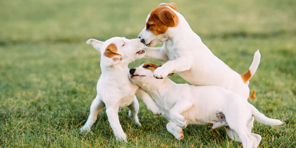 A picture of three Jack Russell Terrier puppies playing on the grass