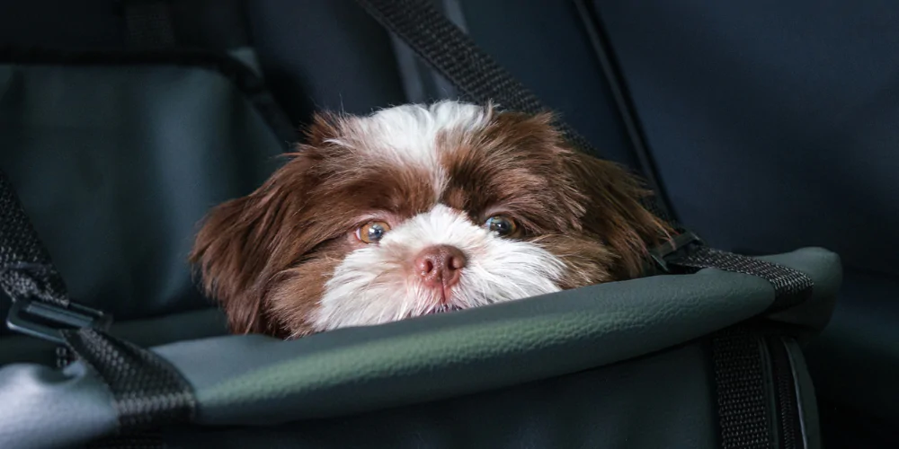 A close up of a Shih Tzu puppy sat in a dog car seat
