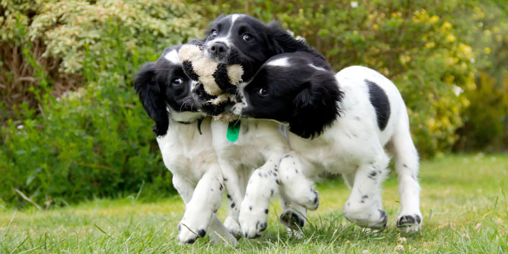A picture of three Spaniel puppies playing tug of war with a toy in the garden