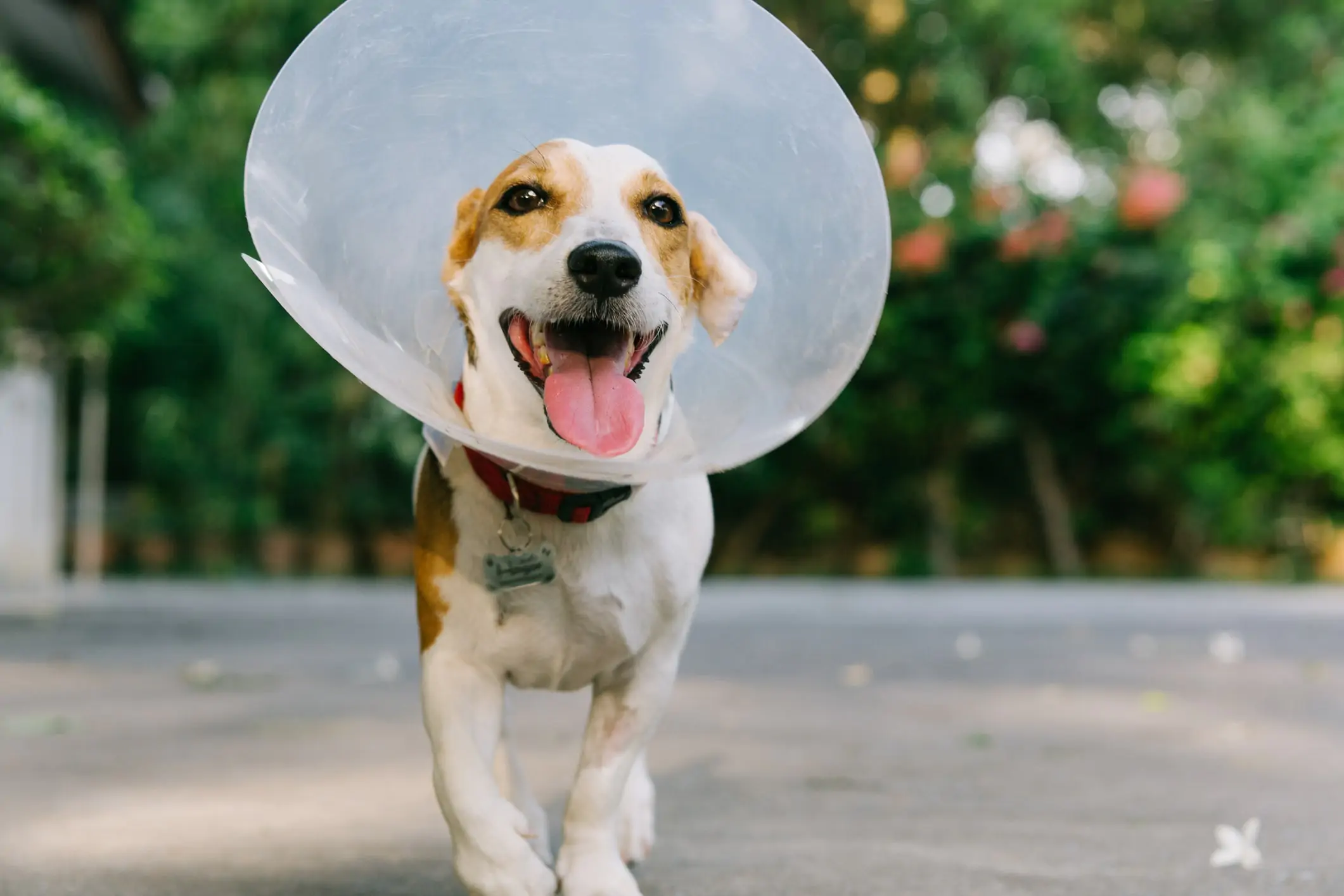 A picture of a happy Jack Russell Terrier wearing a cone