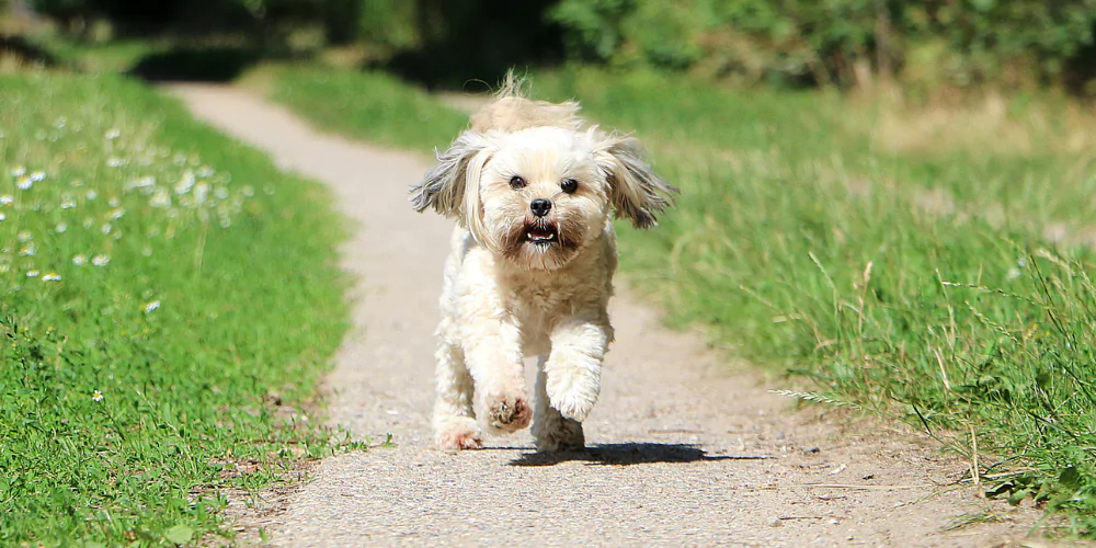 A picture of a Lhasa Apso running down a dirt path