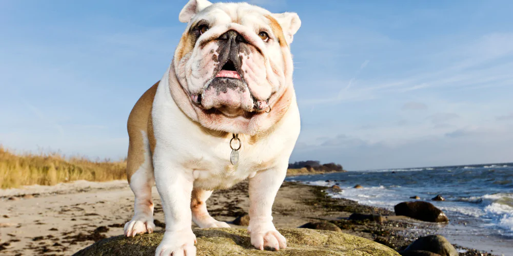 A picture of an English Bulldog at the beach