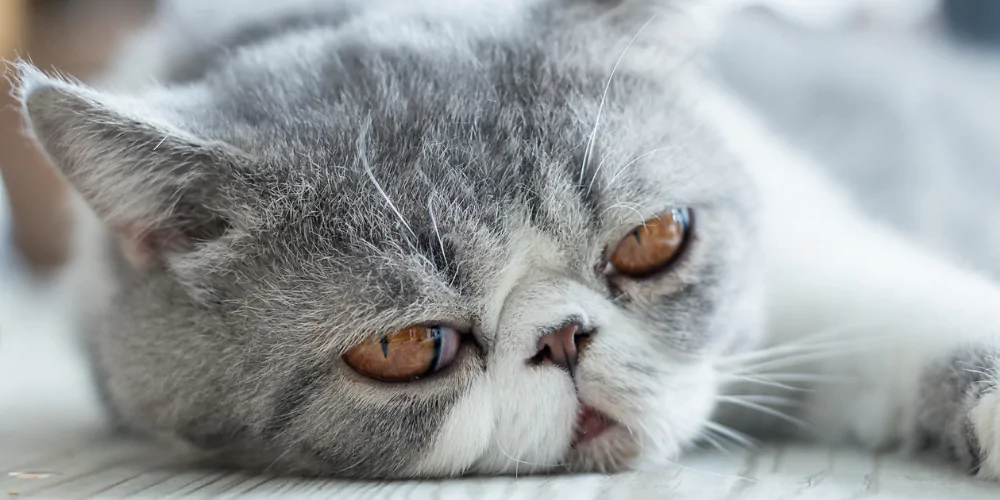 A close up picture of a grey Exotic Shorthair lying down