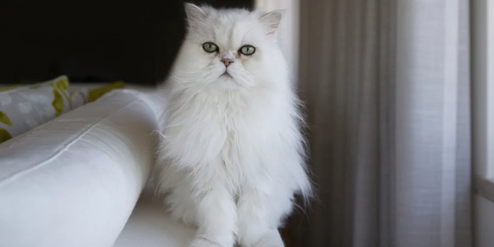 A picture of a white Himalayan cat sitting on a sofa