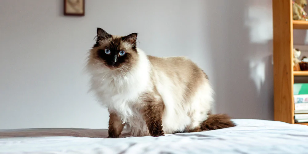 A picture of a brown and white Himalayan sitting on a bed
