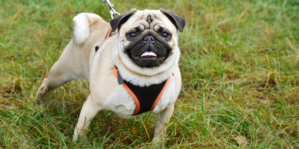 A picture of a Pug wearing a harness and lead outdoors