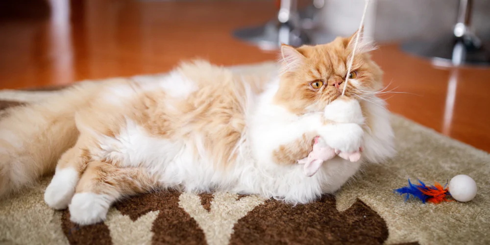A picture of a ginger and white Persian cat playing with a cat teaser