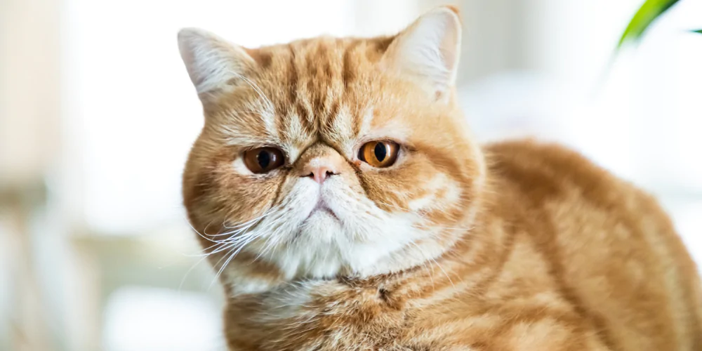 A picture of a ginger Exotic Shorthair looking into the camera