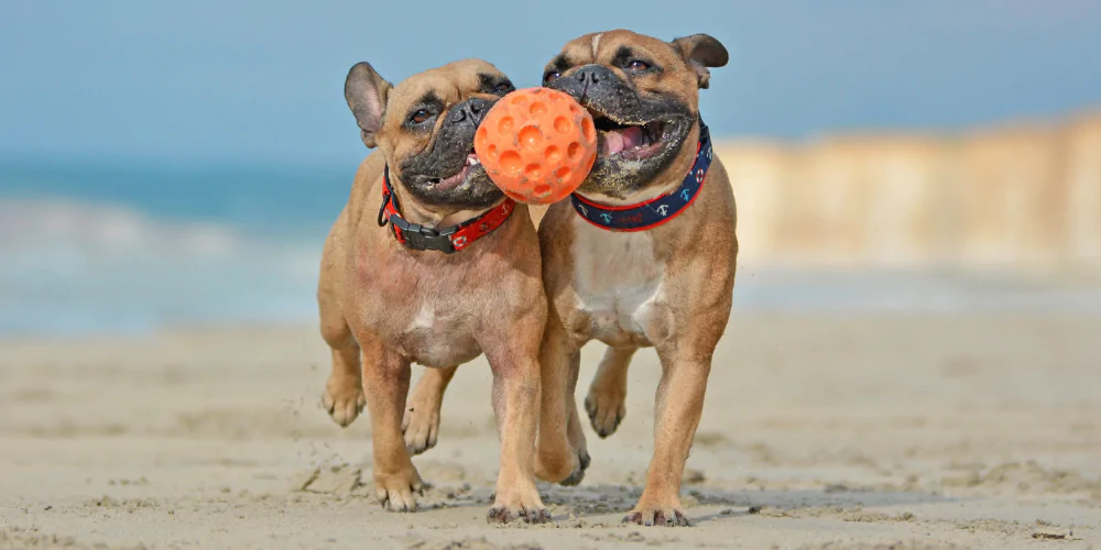 A picture of two French Bulldogs playing with a ball on the beach
