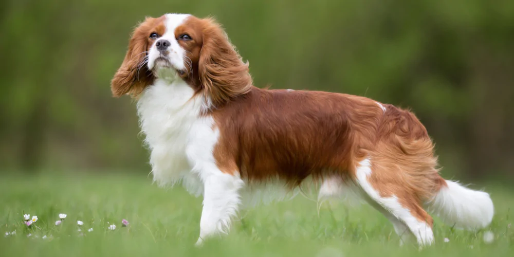 A picture of a Cavalier King Charles Spaniel looking thoughtfully into the distance