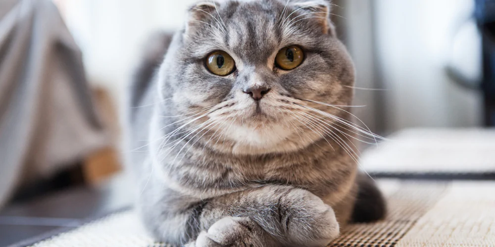 A picture of a grey Scottish Fold lying on the ground with it's paws crossed