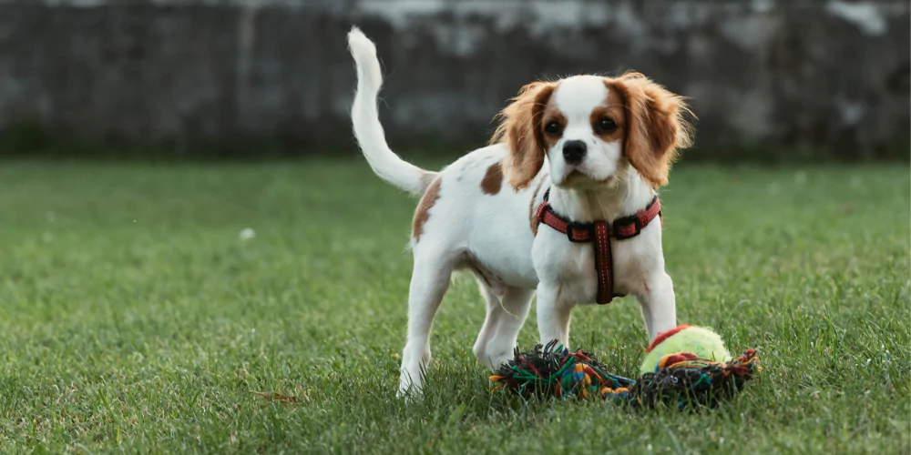 A picture of a Cavalier King Charles Spaniel playing with a rope toy in the garden