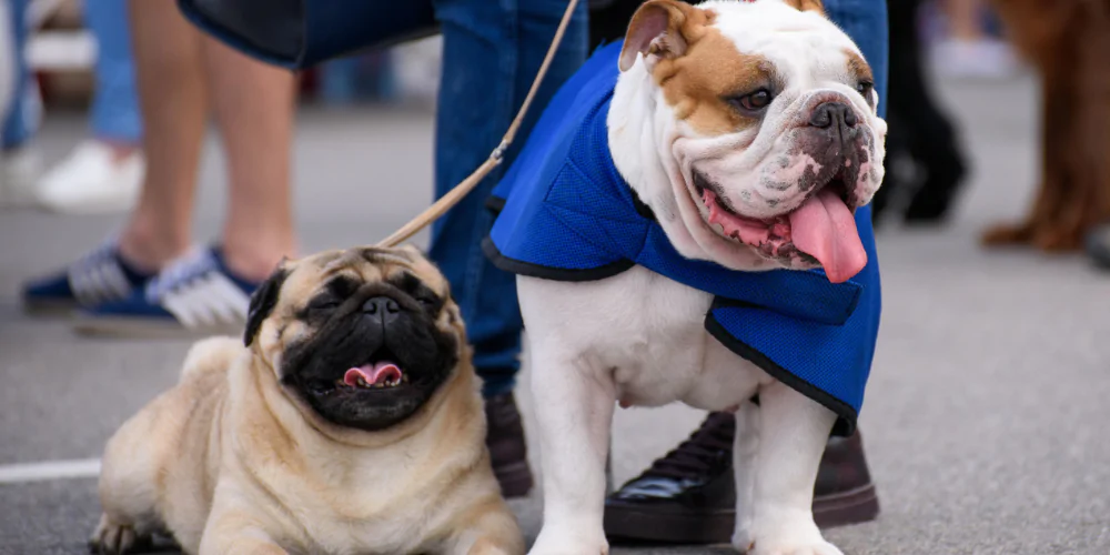 A picture of a Pug and English Bulldog outside