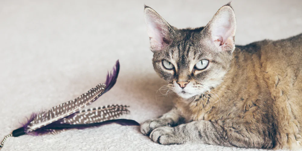 A picture of a Devon Rex with a feather toy