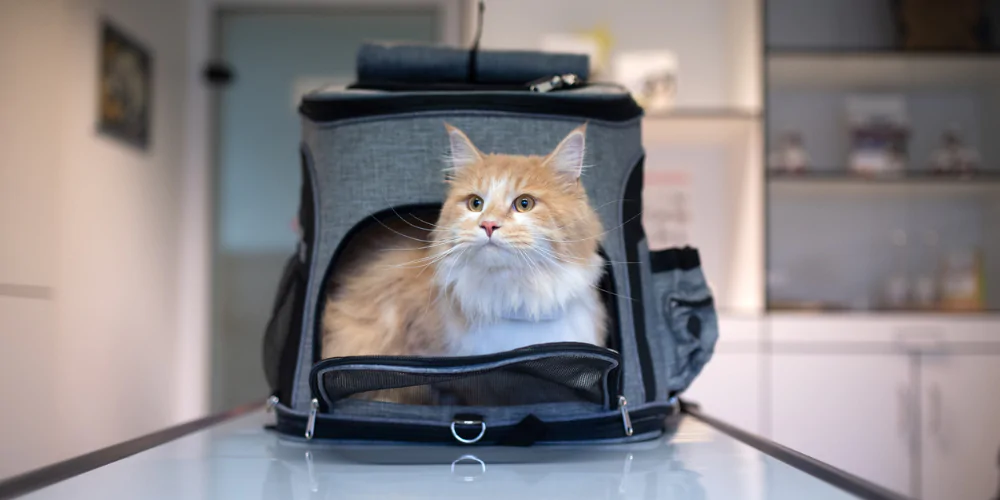A picture of a fluffy ginger and white cat sat in a carrier on a vet examination table