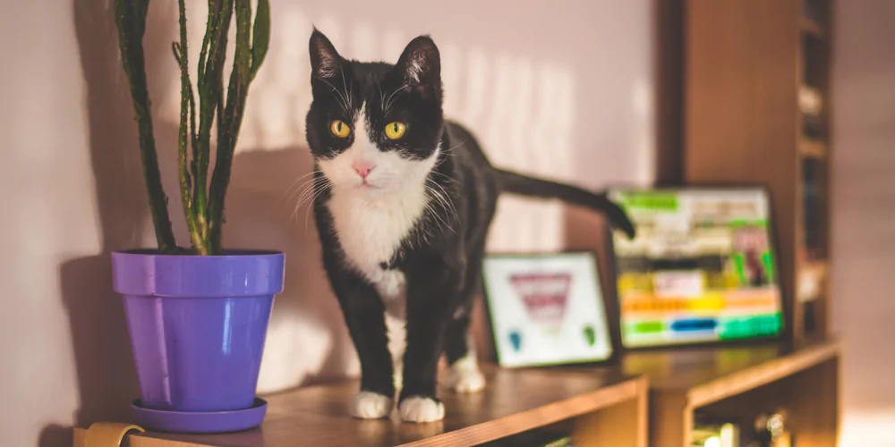 A picture of a tuxedo cat walking along a bookcase