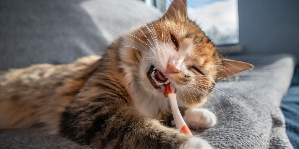 A picture of a ginger tabby cat chewing a cat tooth brush