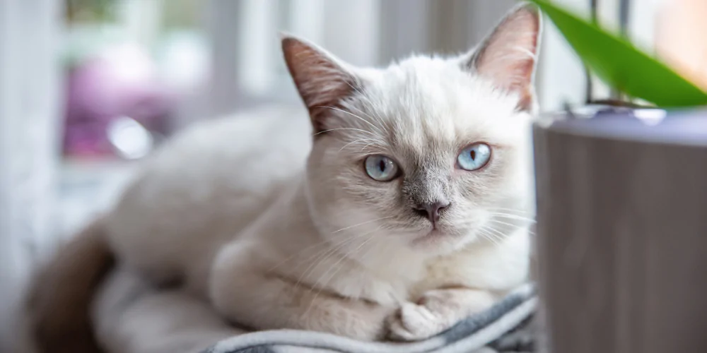 A picture of a white cat with blue eyes lying on a windowsill