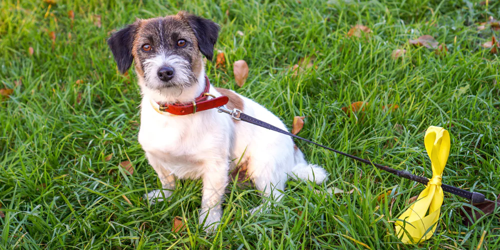A picture of a scruffy Terrier wearing a lead with a yellow bow on it as a sign of being an anxious dog