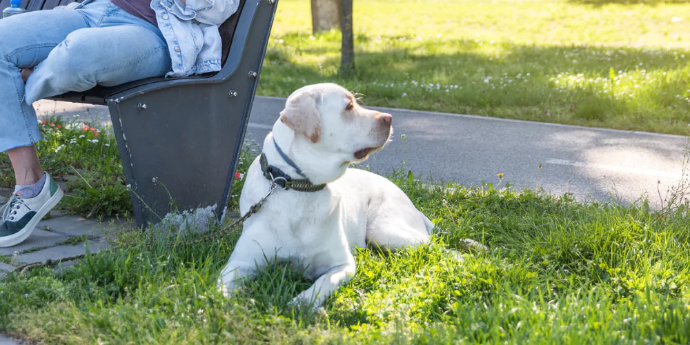 A picture of a Labrador sat with their owner next to a park bench, watching things go by