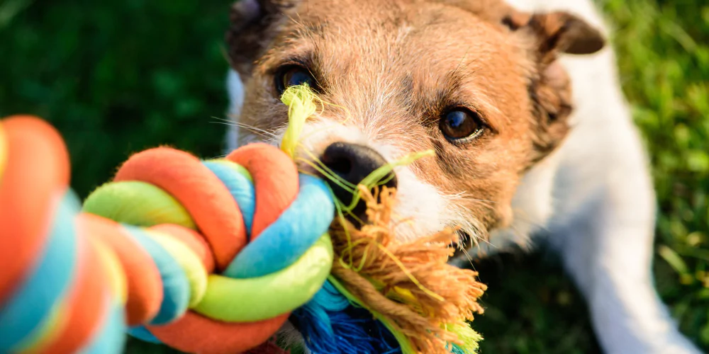 A picture of a Jack Russell Terrier playing tug of war with a rope toy