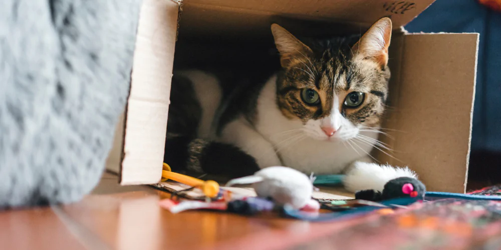 A picture of a tabby cat sitting in a cardboard box, staring at a cat teaser toy