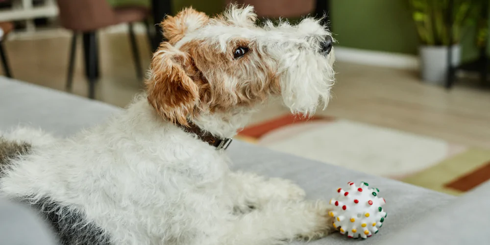A picture of a Fox Terrier looking to the side with a toy by its paws