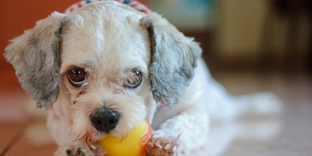A picture of a Shih Tzu guarding a yellow ball in its mouth