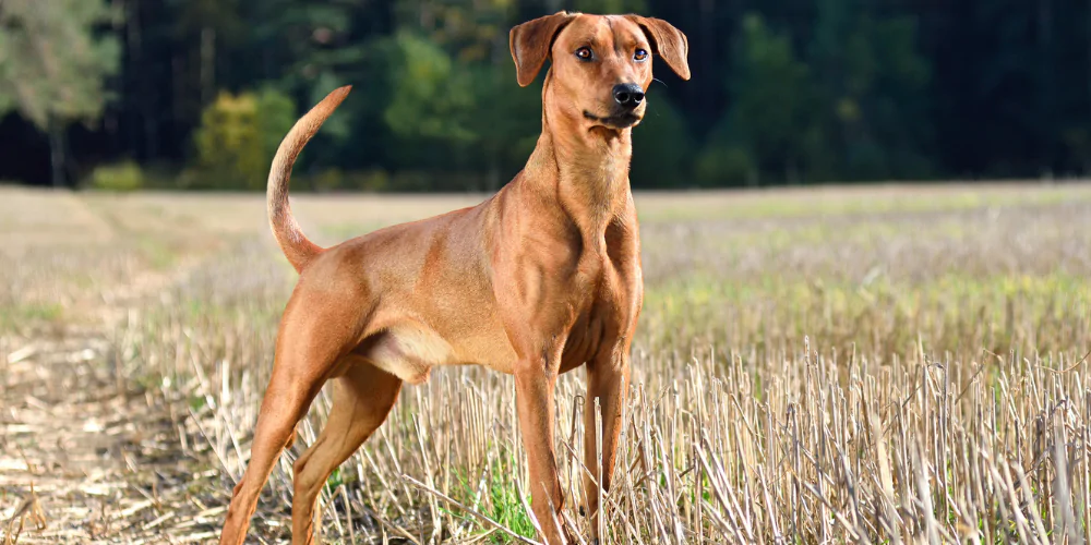 A picture of a mixed breed dog standing in a field staring into the distance