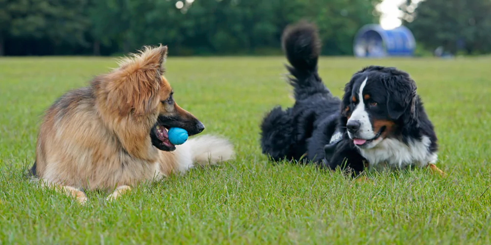 A picture of a German Shepherd and Bernese Mountain Dog lying on the ground looking at each other