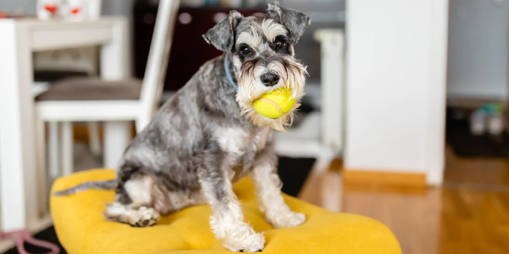 A picture of a Miniature Schnauzer holding a tennis ball