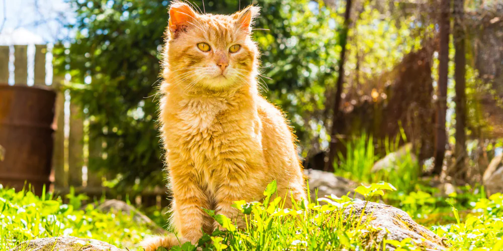 A picture of an older ginger cat sat in the garden