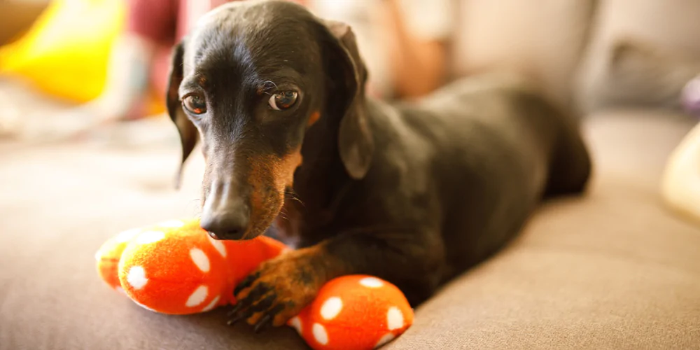A picture of a Miniature Dachshund resting its paw on a toy bone