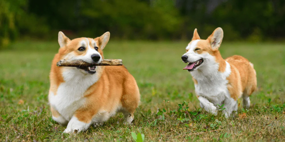A picture of two Corgis running in a park, one carrying a stick