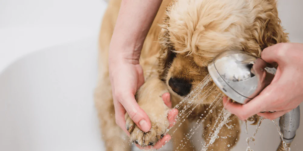 A picture of an adolescent Spaniel having it's paws gently washed in the bath