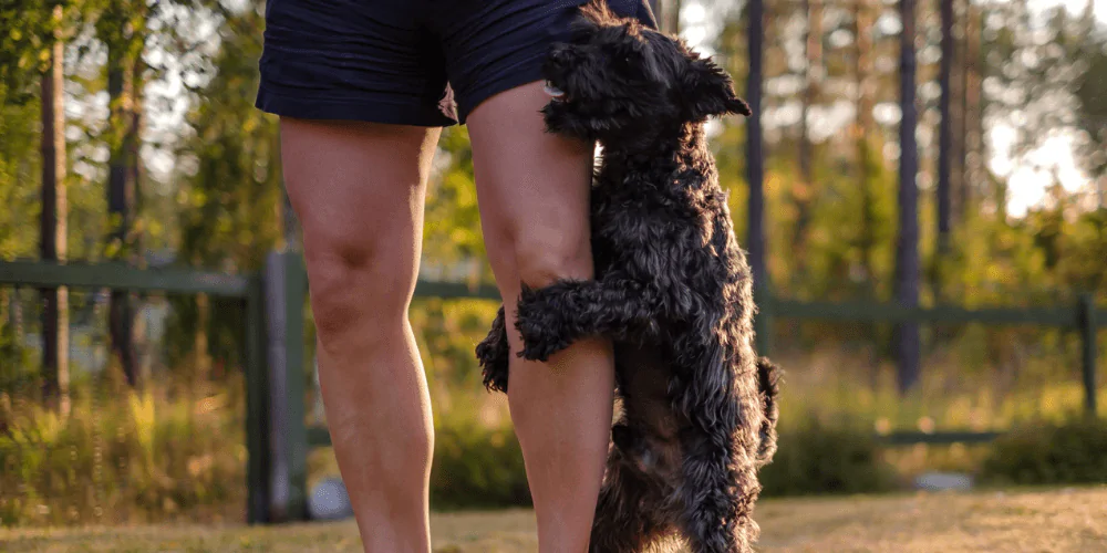 A picture of a teenage Miniature Schnauzer trying to hump its owner's leg