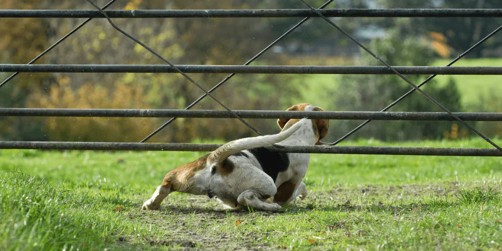 A picture of a teenage Beagle squeezing under a field gate