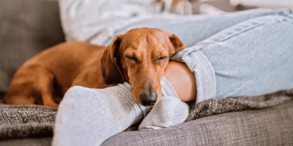 A picture of an adolescent Dachshund sleeping on its owners legs