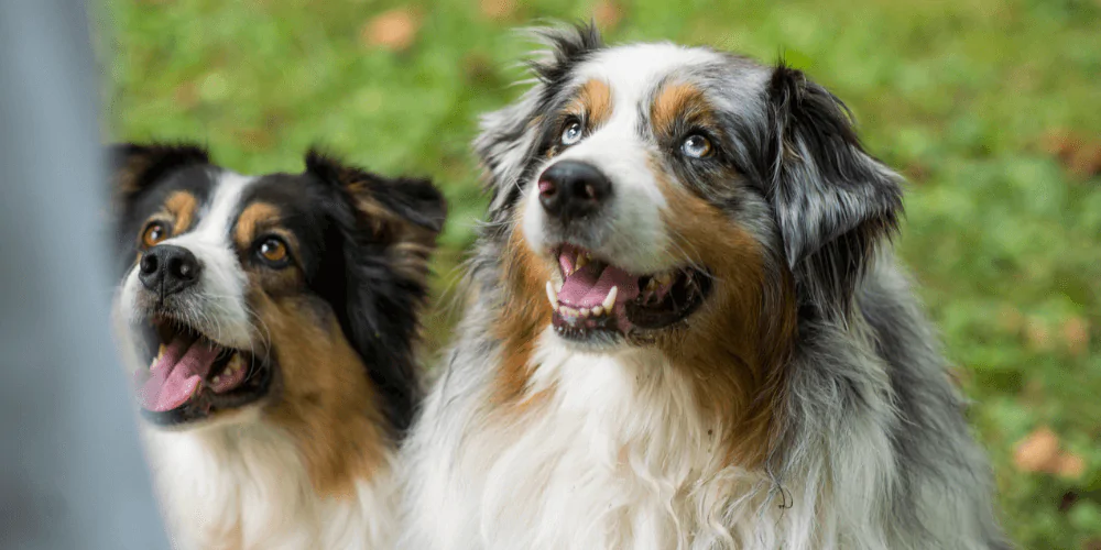 A picture of two adolescent Australian Shepherds looking up at their owner during a training session
