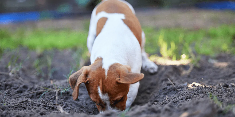 A picture of a Jack Russell Terrier digging a hole in the garden