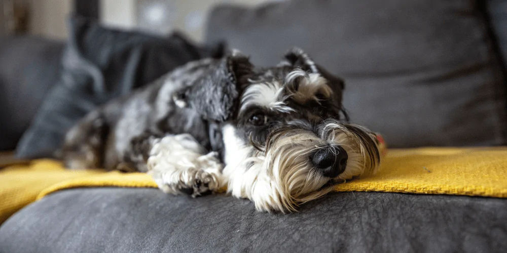 A picture of a female Schnauzer in heat lying on the sofa