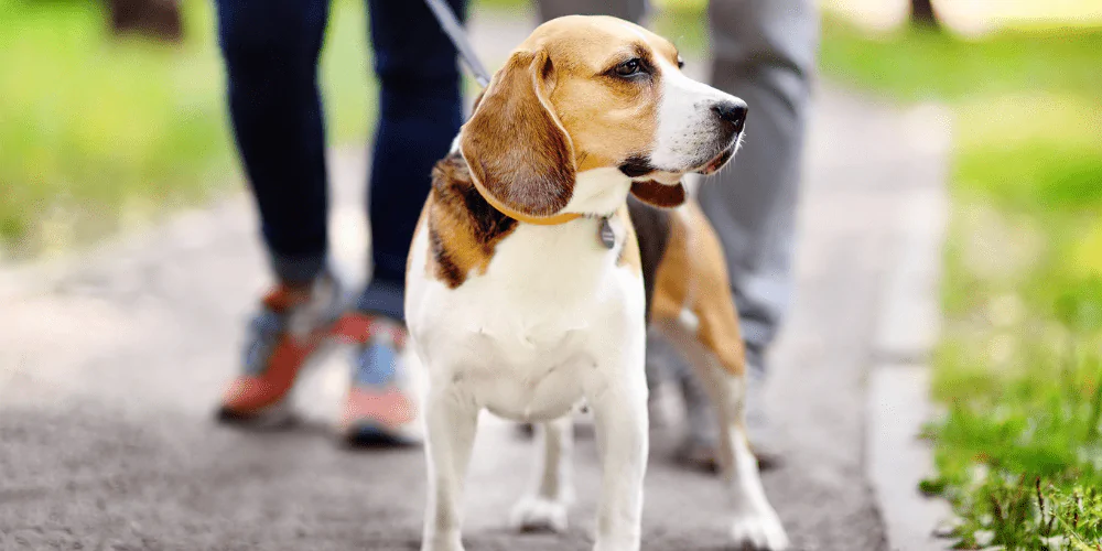 A picture of a female Beagle in season on a walk with her owners