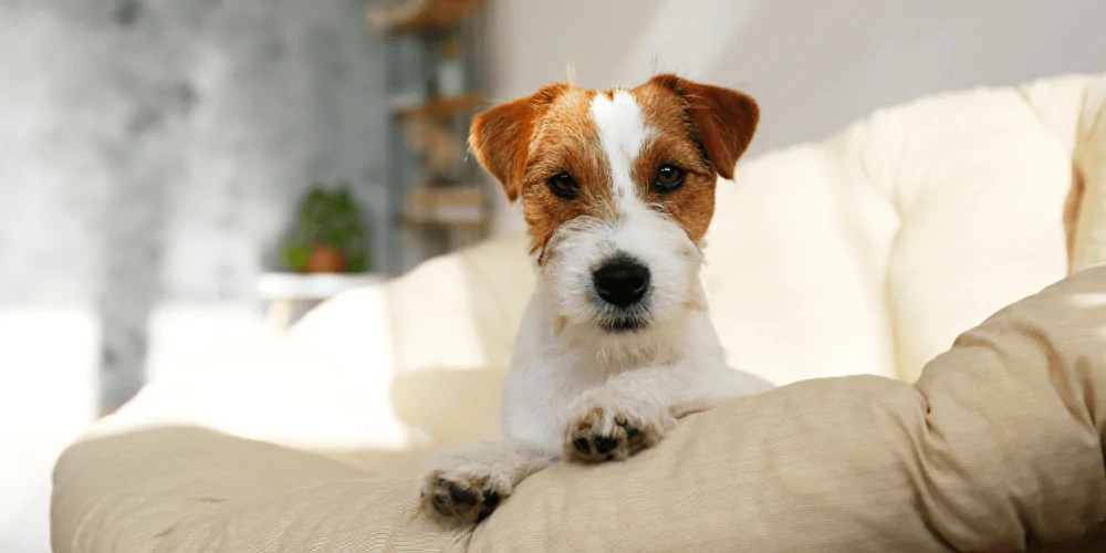 A picture of a serious adolescent Jack Russell Terrier sitting in a chair, staring at the camera