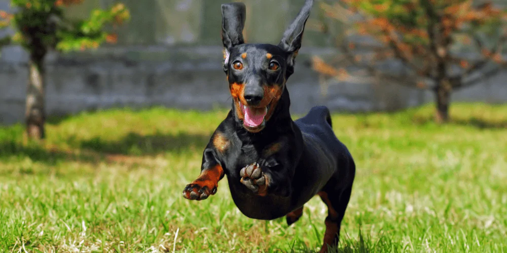 A picture of an excited adolescent Dachshund running in the grass